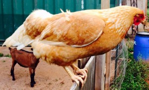 Goat Chicken-smaller