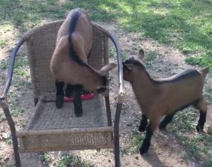 goats in chair